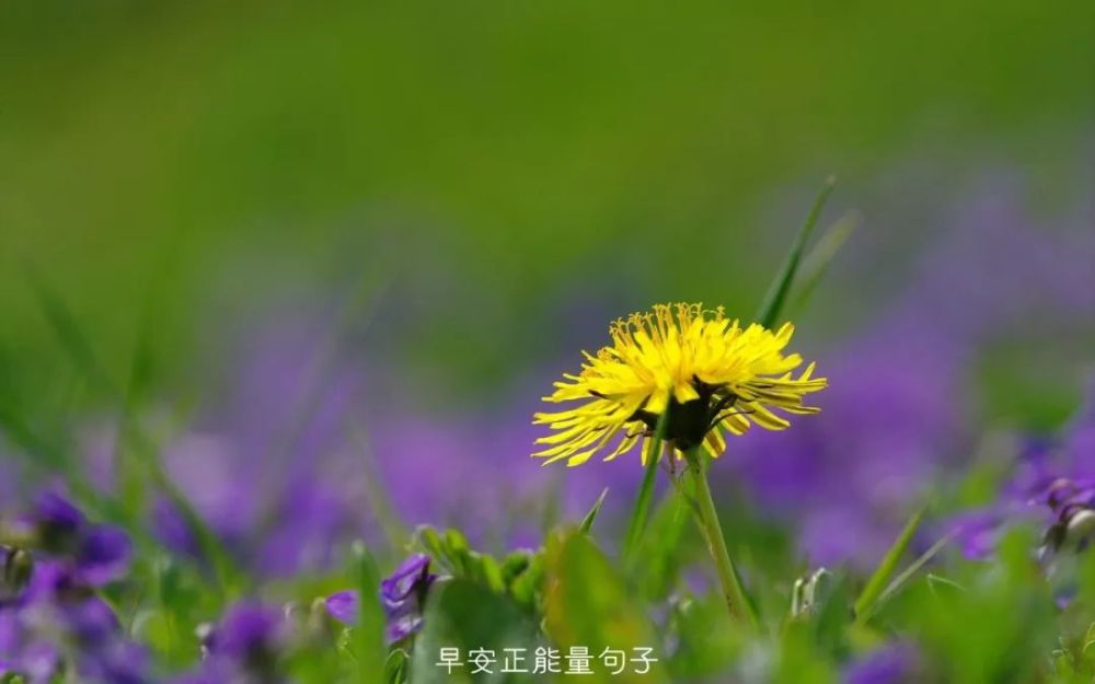 早安心语阳光图片 早安心语优美的语句配图
