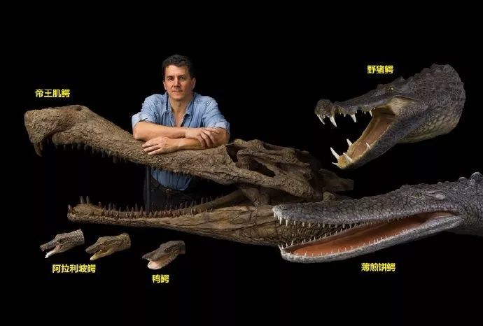 帝王肌鳄——已经灭绝的大型史前鳄鱼