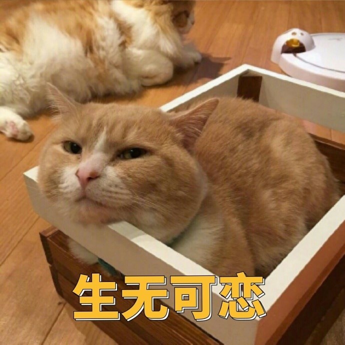 搞笑,表情包,囧图