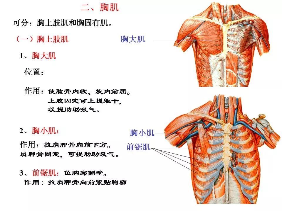 我想学一些运动解剖学的知识来辅助健身,请教练推荐一