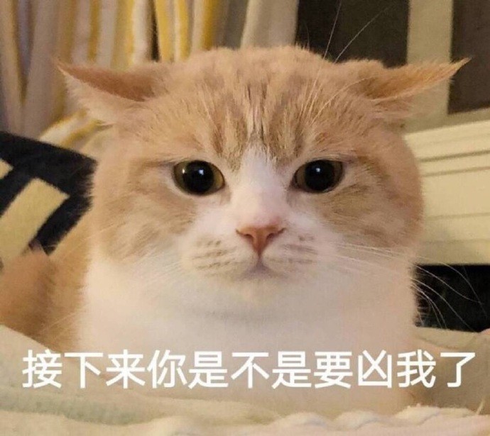 一组萌哒小猫咪表情包,真的好可爱!