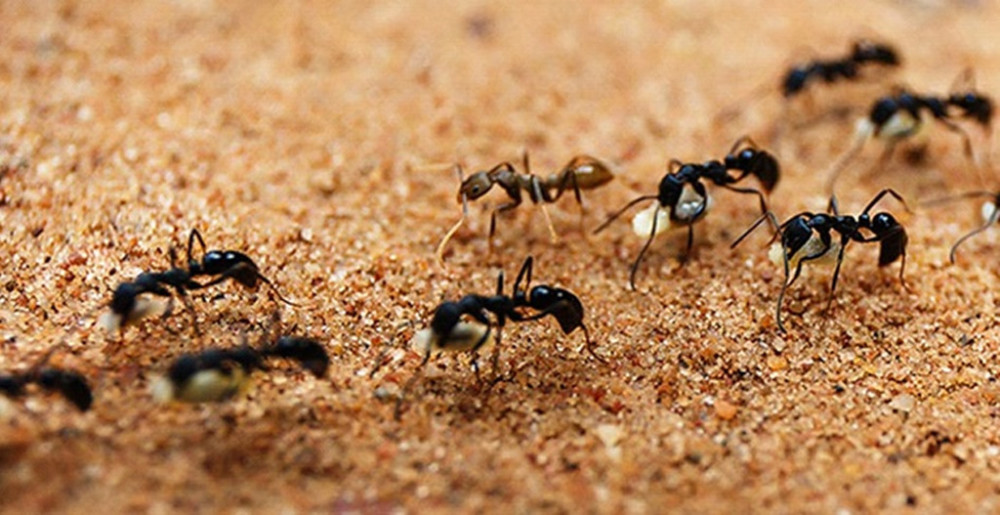 蚂蚁每天忙忙碌碌像个"劳模"?其实,它们站立不动就是在打盹儿