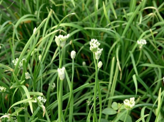 夏末秋初韭菜容易开花长苔,可以用药控制一下吗?