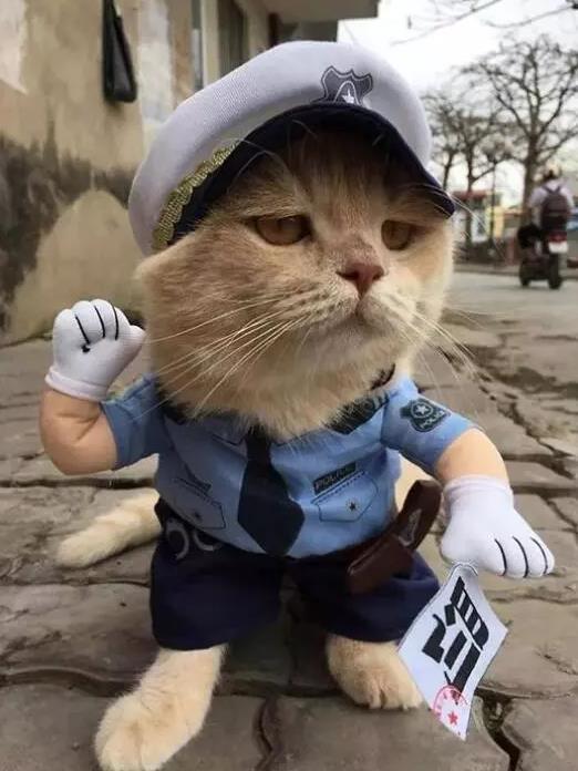 一只在市集上出了名的猫咪,造型还很炫酷啊,像一个小大人呢,啊哈主人