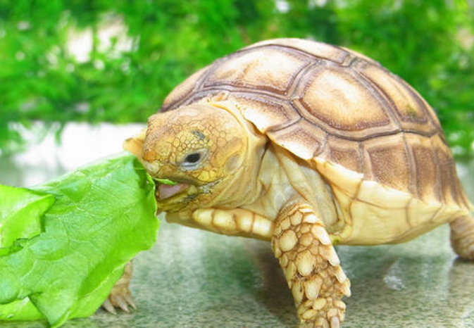 作为新宠物的乌龟,该如何饲养,吃什么东西才会长得快?