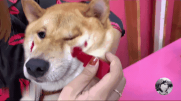 柴犬因为咬坏主人口红,结果被涂成大花脸,