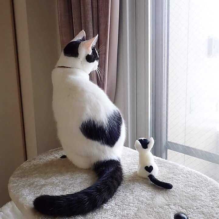 但是我很温柔 ,你看我都送你小心心了,爱你呦～ 所以说猫咪们都是爱
