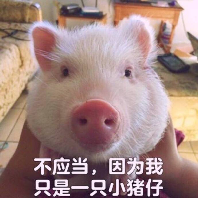 搞笑,表情包,囧图