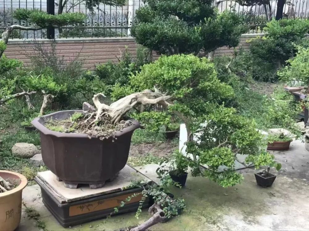 崇明有位青年迷上了种黄杨,培育的造型新奇又古朴
