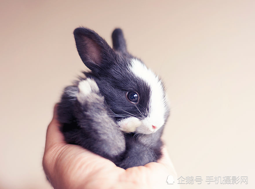 图为出生第十一天的兔子,是不是感觉特别的萌.
