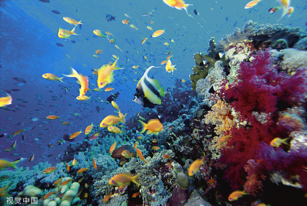 海底世界最美的景点是珊瑚礁 珊瑚礁生态科普小知识