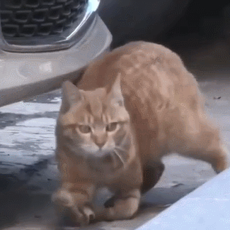 韩国大妈捡到只橘猫,仔细一看表情复杂:胖不起来的