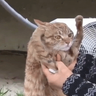 韩国大妈捡到只橘猫,仔细一看表情复杂:胖不起来的