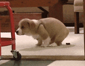 300_231gif 动态图 动图