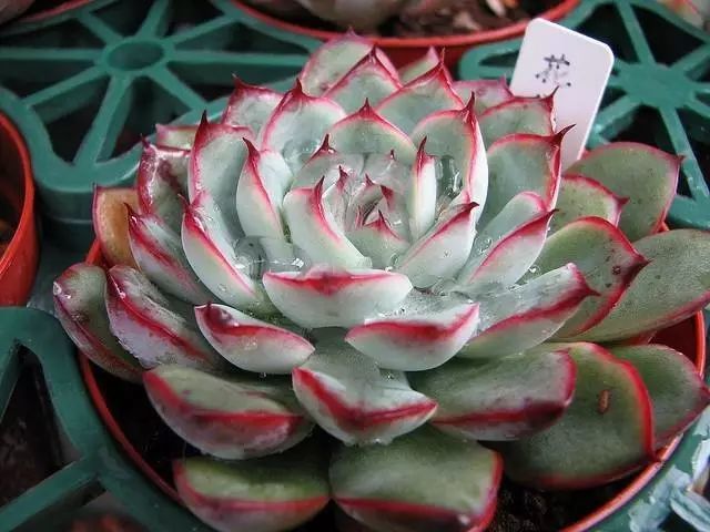 40种多肉植物的秋季养护经验!入秋之后的你必备哦