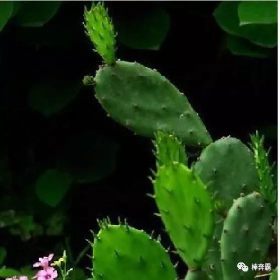 浑身是刺的仙人掌,也是可以开花结果,仙人掌要养殖的肥肥胖胖