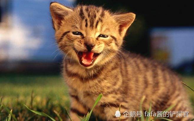 猫咪知识大拷问:猫猫感到幸福的时候,也会眯眼微笑吗?