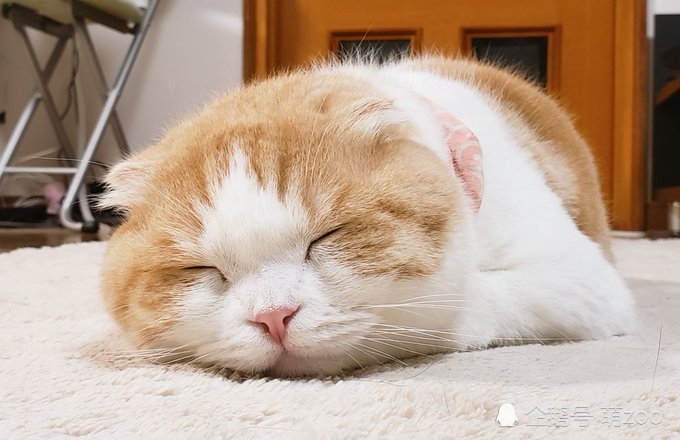 岛国小橘猫睡觉的时候还要嘟嘟脸,毛绒绒得看起来睡得
