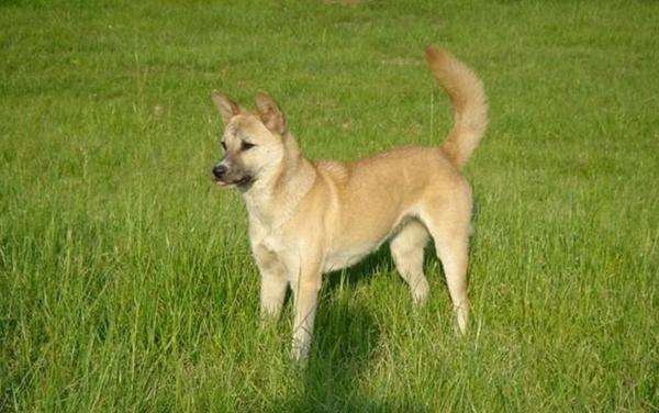 中华田园犬到底做错了什么?凭什么被世界除名?