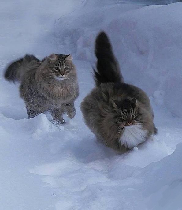 在雪地中的猫咪终于透漏本性,王者气息超足,走起路来都带风!