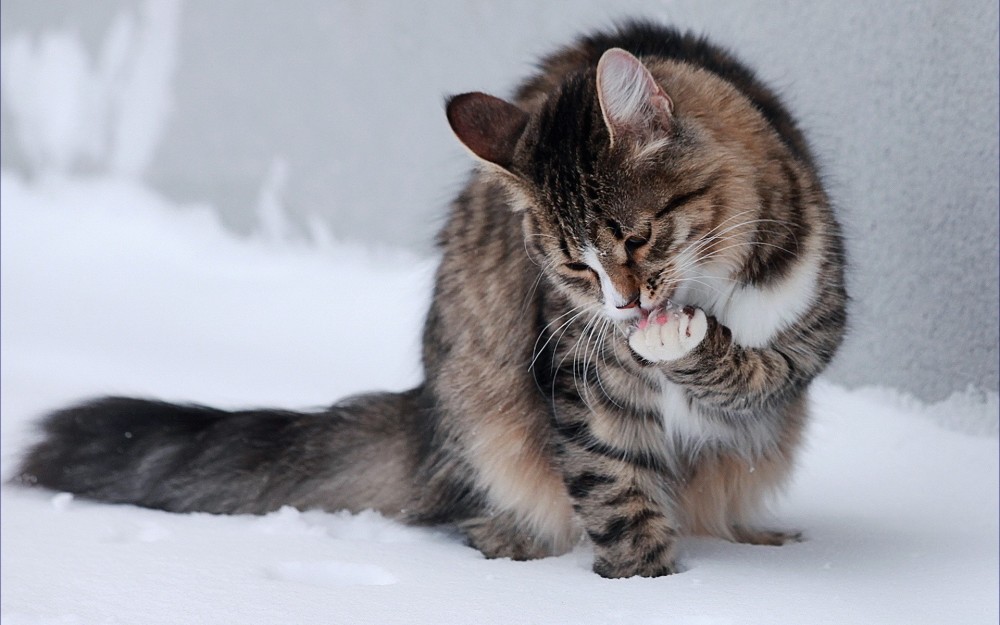 雪地中的猫咪也显得特别精神,真是可爱