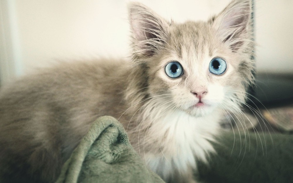 灵动的猫咪,眼神中都充满了爱