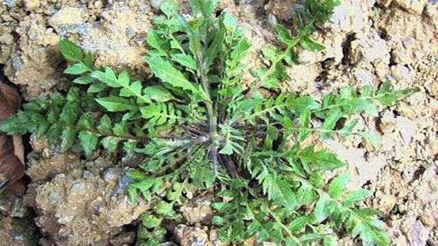 大学生分享农村常见的几种野菜,荠菜,香椿芽你吃过吗?