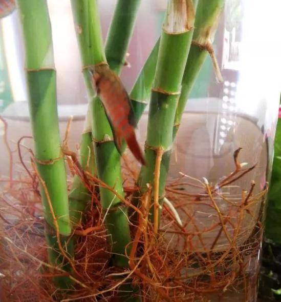 水培富贵竹不好开花?扔进去几条鱼,叶绿根旺不招虫