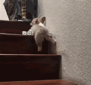 小短腿很可爱柯基我太难了