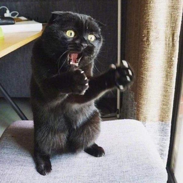 猫咪,黑猫,萌宠,表情包,搞笑
