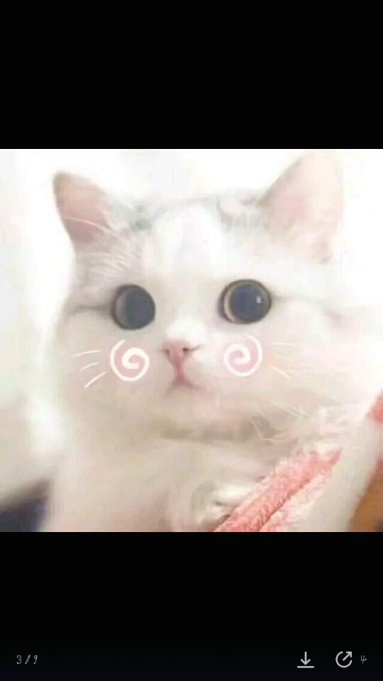 可爱乖巧的猫咪,有没有戳中你的萌点