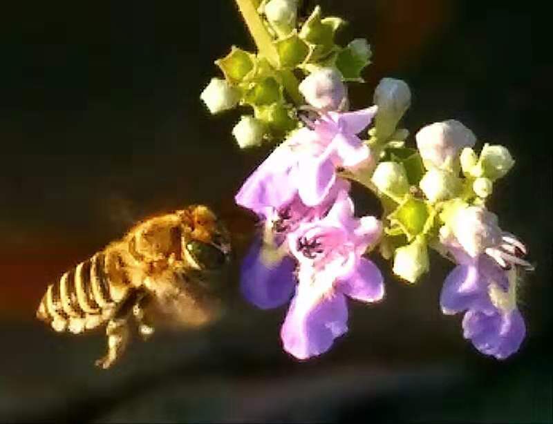 阳光下的荆条花轻轻摇曳,引来蜜蜂采蜜忙