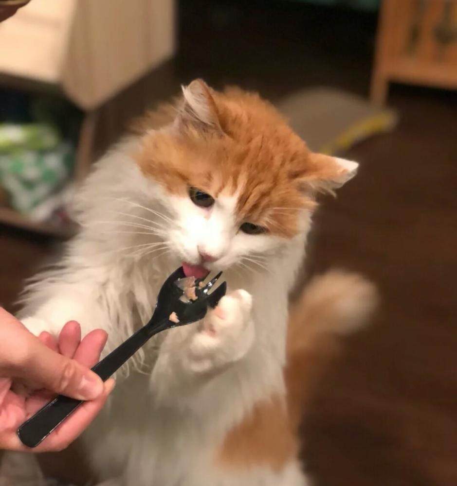 白天睡大觉,晚上就开始闹腾,半夜怎么保证猫咪不蹦迪