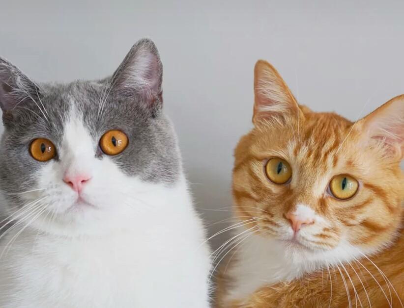 白天睡大觉,晚上就开始闹腾,半夜怎么保证猫咪不蹦迪