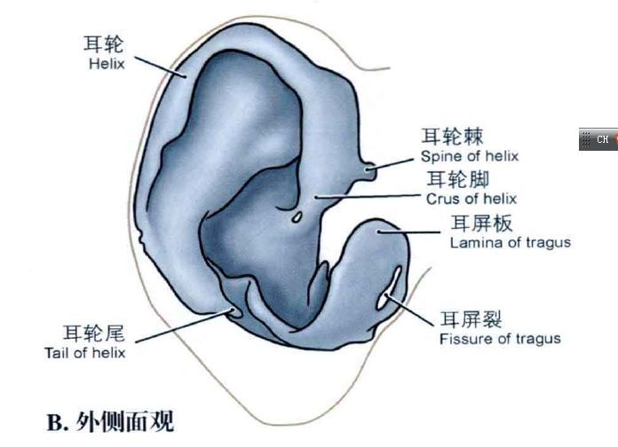 耳屏与耳轮脚之间的凹陷为 耳前切迹.