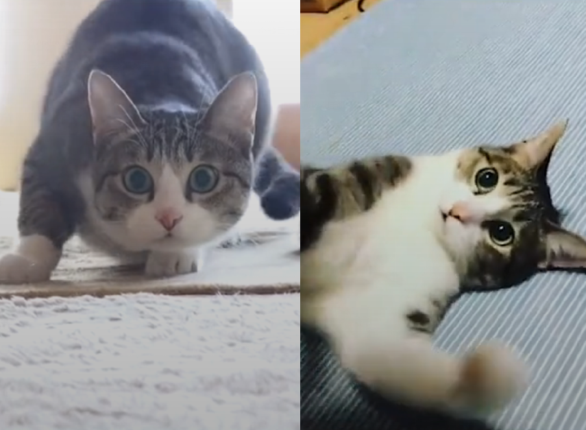 网红猫原型,网红表情包,猫咪表情包,表情包斗图,沙雕表情包