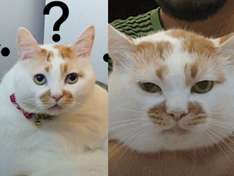 网红猫原型,网红表情包,猫咪表情包,表情包斗图,沙雕表情包