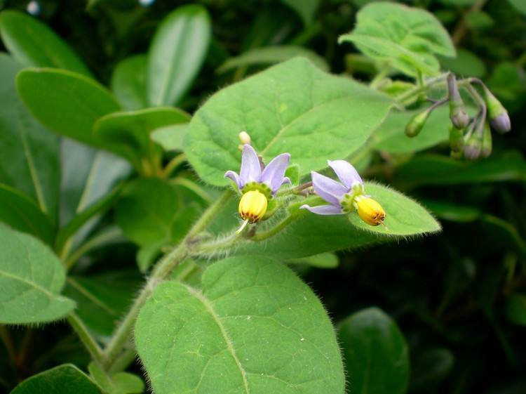 野草,白英,中药材,有毒植物,农村