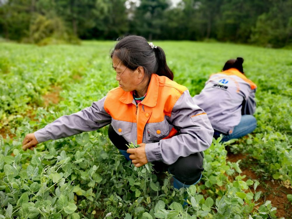 贵州威宁,脱贫攻坚,脱贫田,村民