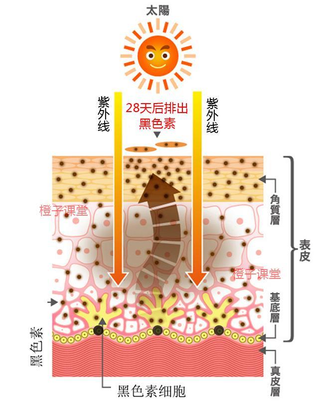 爱美女人的天敌,是黑色素么?一白遮百丑对么?