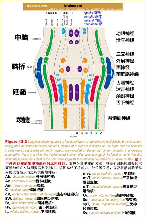 脑干内6个细胞功能柱内7类颅神经核的具体组成与功能