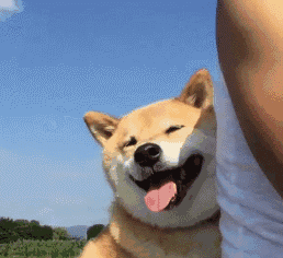 壁纸 动物 狗 狗狗 258_236 gif 动态图 动图