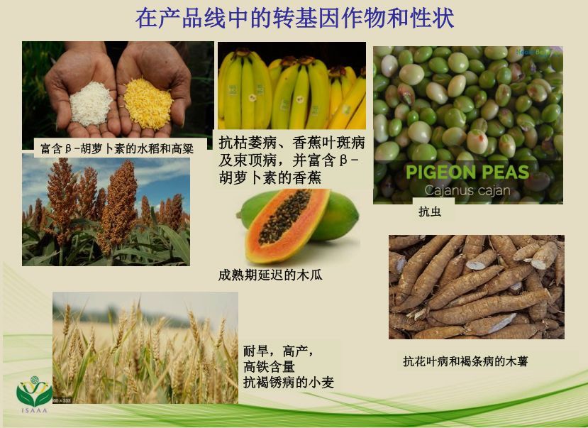 去年,美国种了75000000公顷转基因作物!