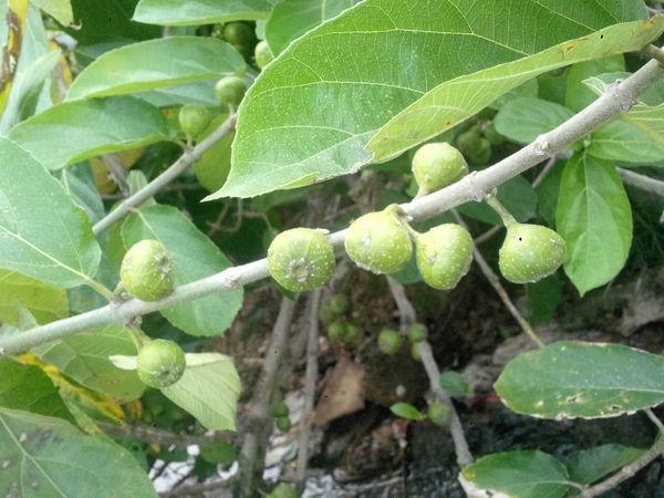 这种植物叫"牛奶树",汁液似牛奶,果实跟无花果很像,别