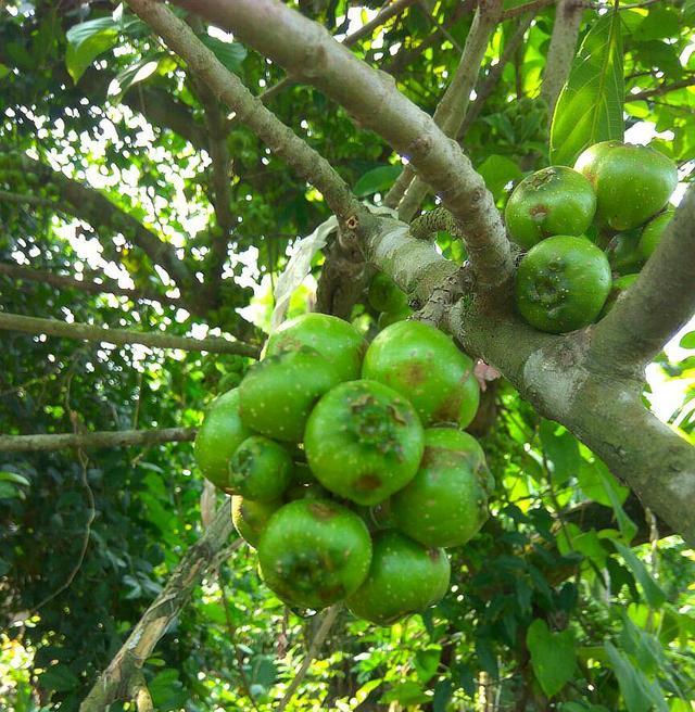 这种植物叫"牛奶树",汁液似牛奶,果实跟无花果很像,别