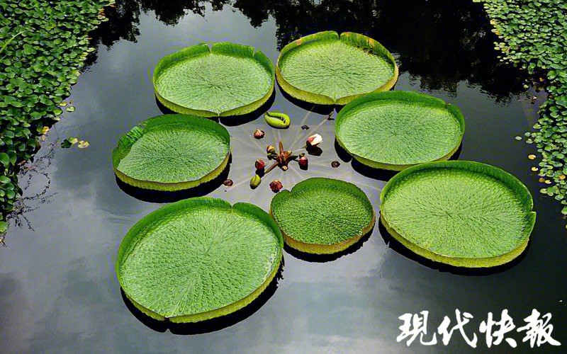 最近,南京中山植物园北园的王莲又开花了,早晚变色的莲花让人赞叹,而