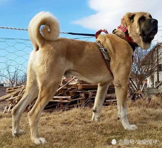 坎高犬,比特犬,猛犬,火药,中亚牧羊犬,库达犬
