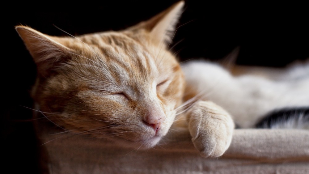 惹人爱的可爱猫咪壁纸,萌萌的样子真的太让人喜欢了,快来欣赏吧