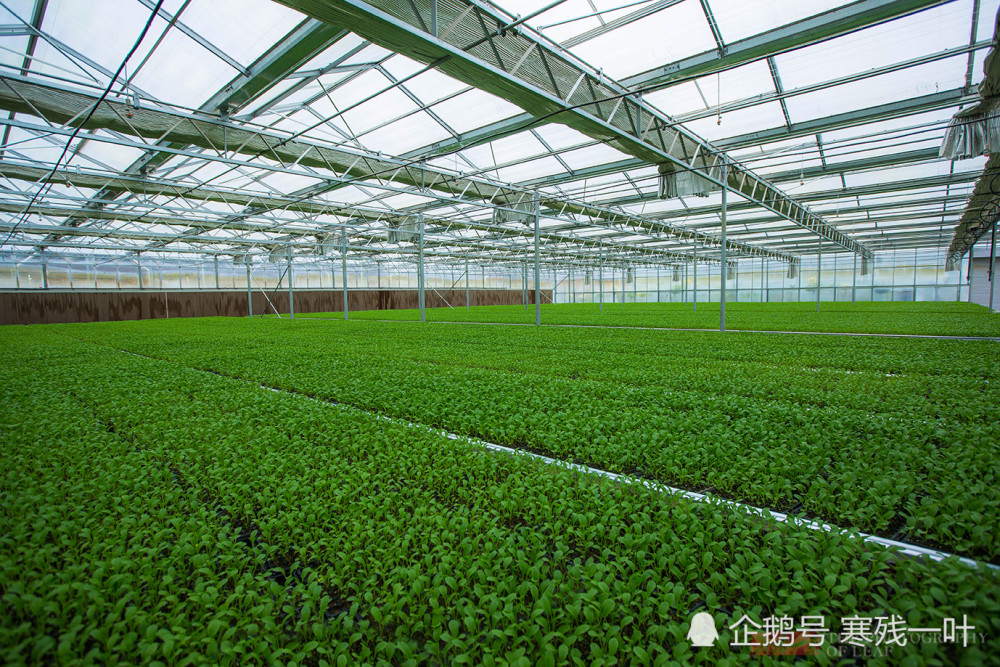 探访宁夏蔬菜种植基地,现在都这么种菜,看看老百姓是否能放心吃