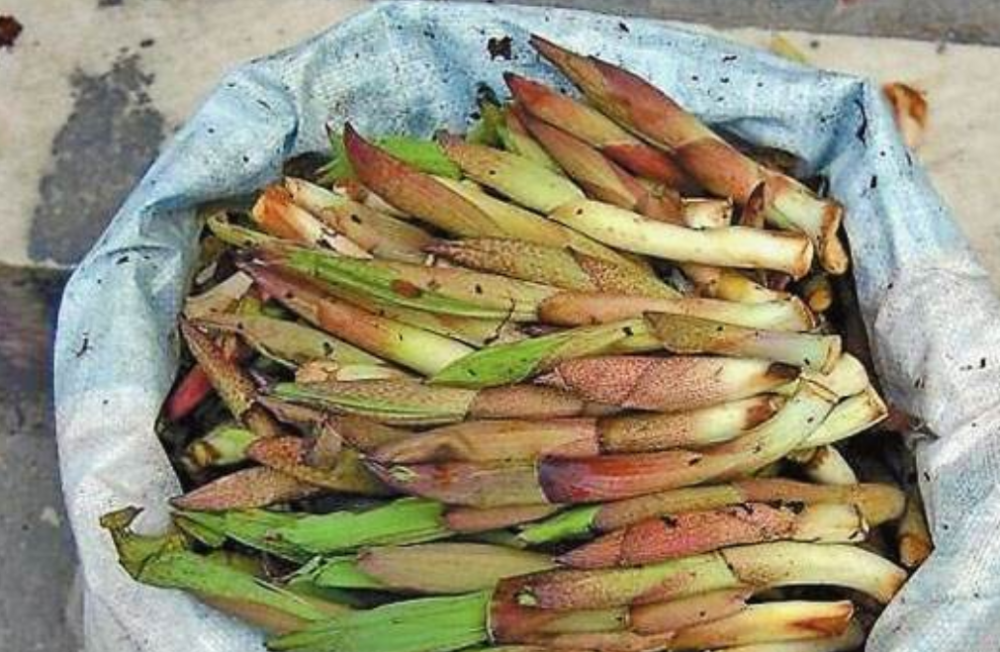 野菜,怒江,云南,竹叶菜